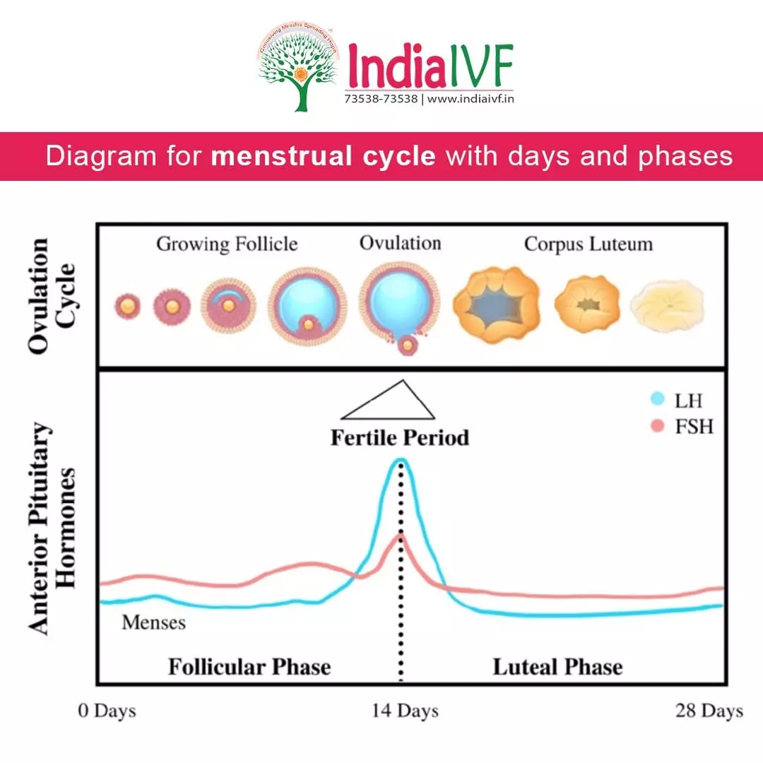 The menstrual cycle: what happens in each of its phases?
