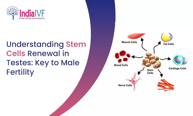 Understanding Stem Cells Renewal in Testes: Key to Male Fertility