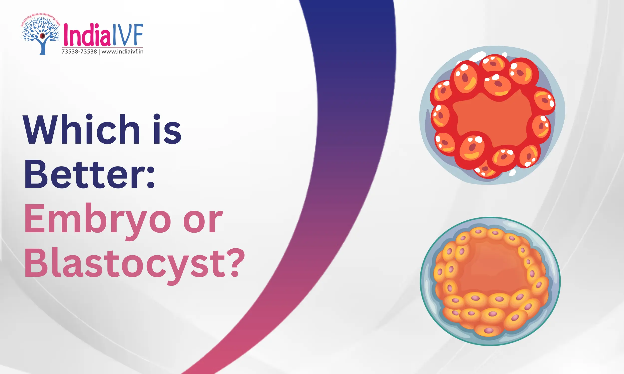 Which is Better: Embryo or Blastocyst? expert Reviewed Insights for IVF Success