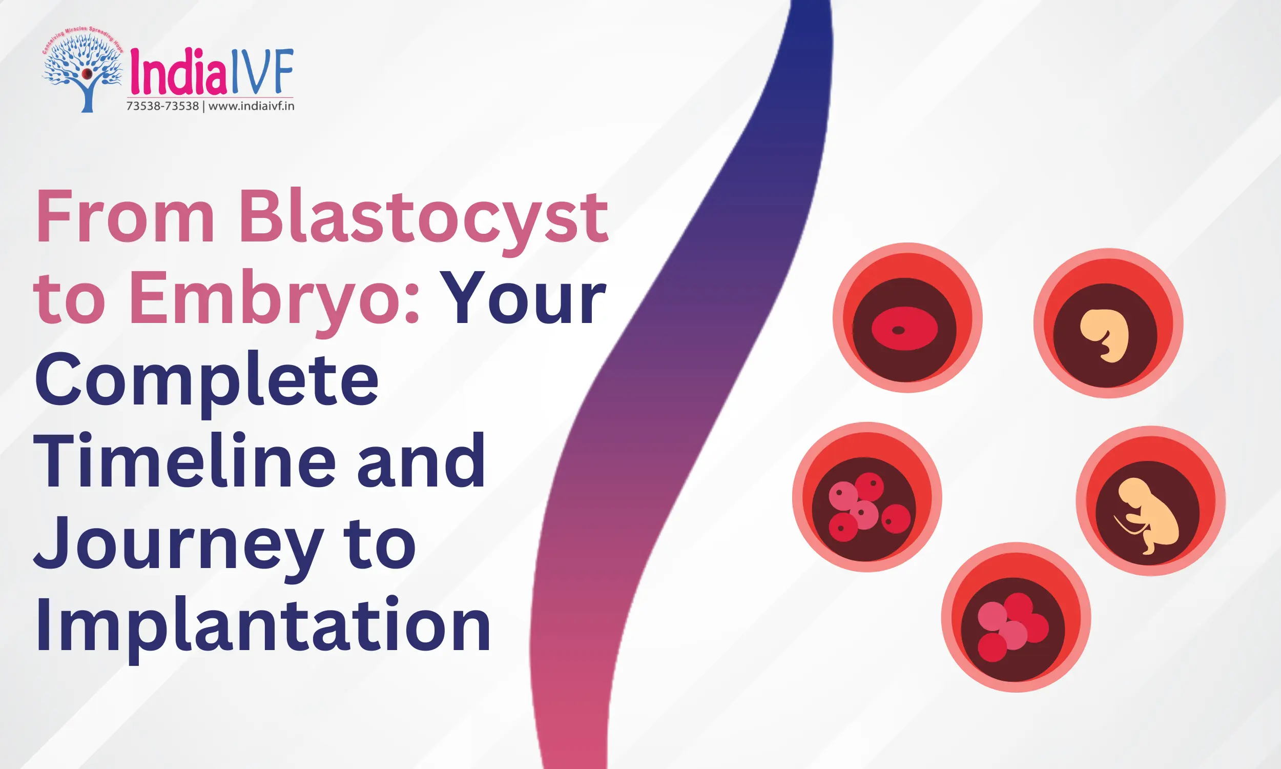 From Blastocyst to Embryo: Your Complete Timeline and Journey to Implantation