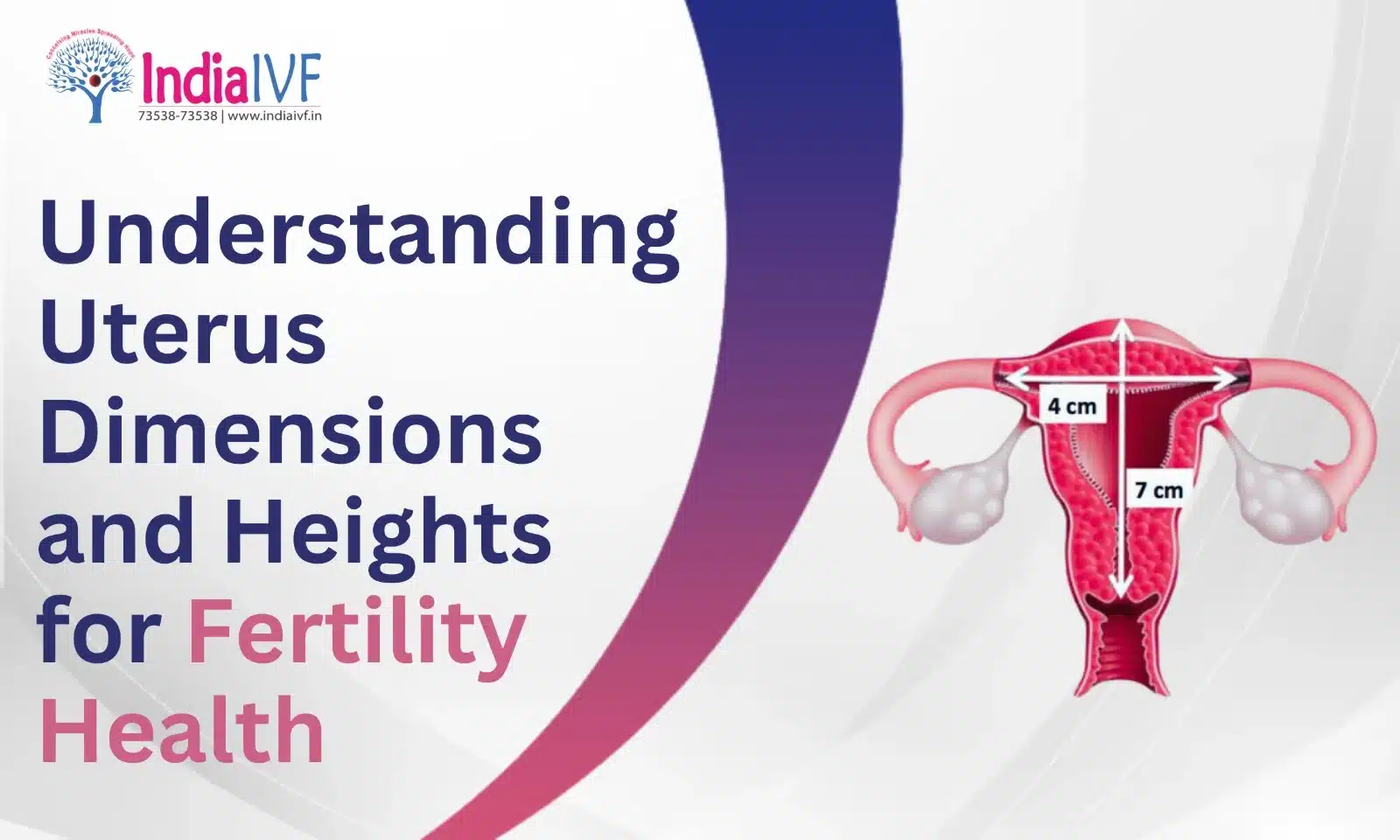 Understanding Uterus Dimensions and Heights for Fertility Health