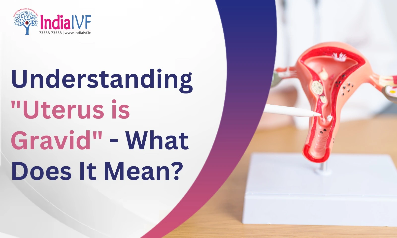 Understanding “Uterus is Gravid” – What Does It Mean?